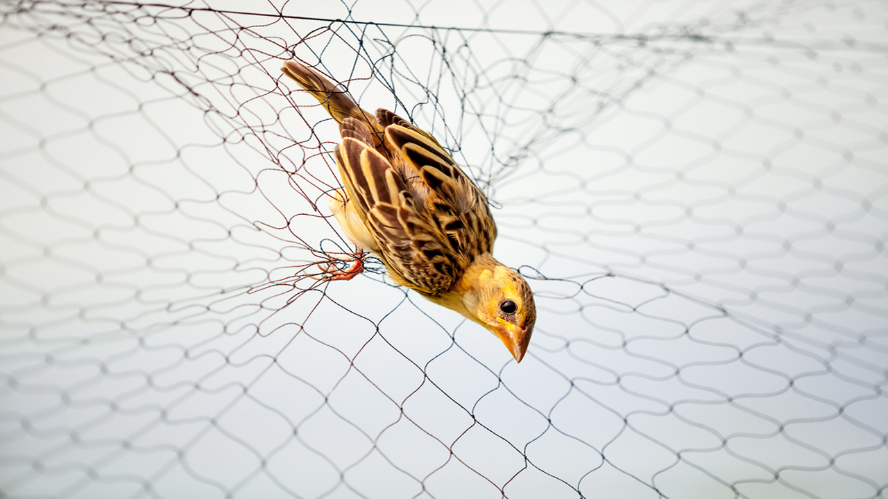 Anti bird Netting in Kesnand