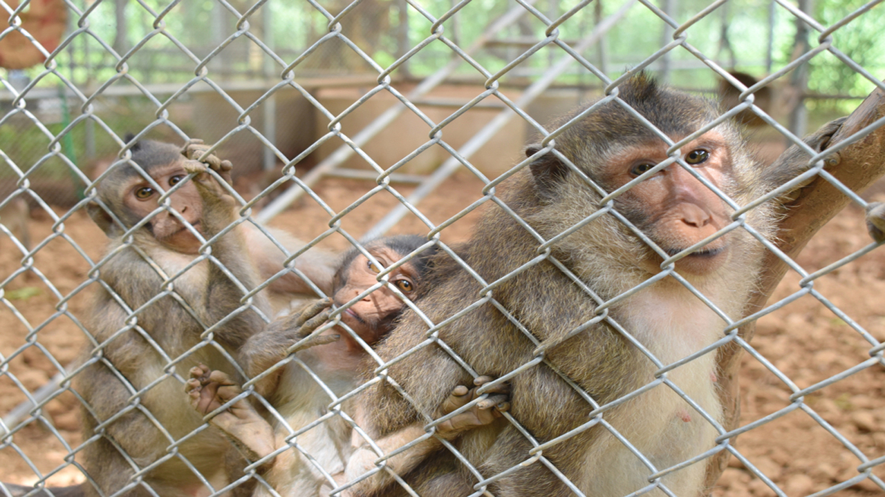 Monkey Safety Net in Pune