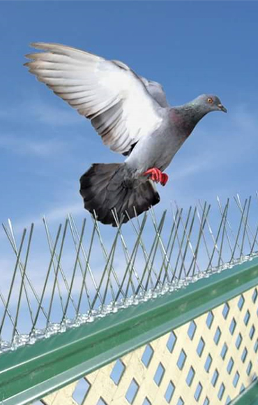 Bird Spikes in Hyderabad