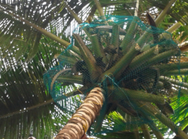 Coconut Safety Nets in Hyderabad