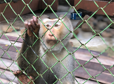 Monkey Safety Nets in Hyderabad