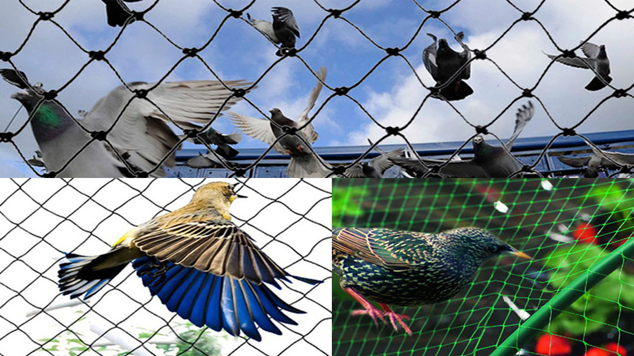 Bird Netting in Pune