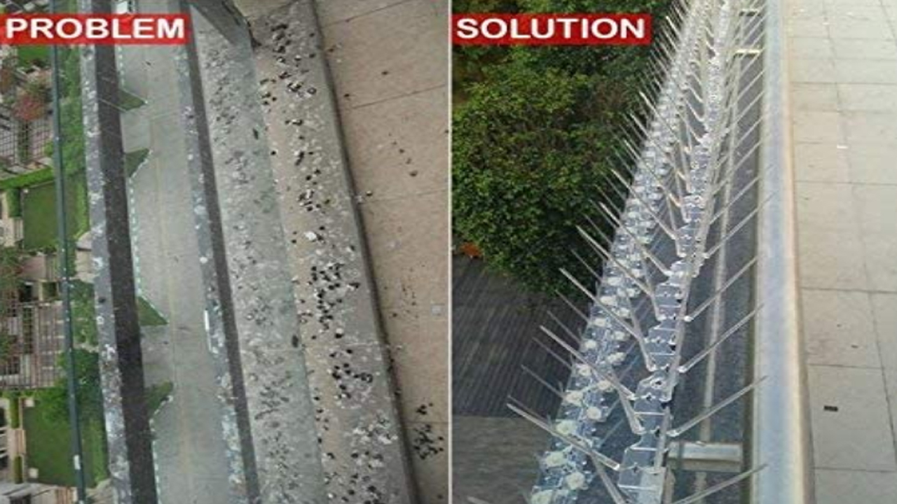 Bird Spikes In P&T Colony