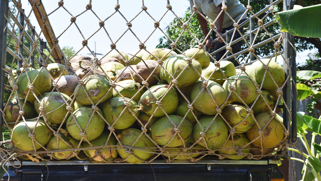 Coconut Protection Nets