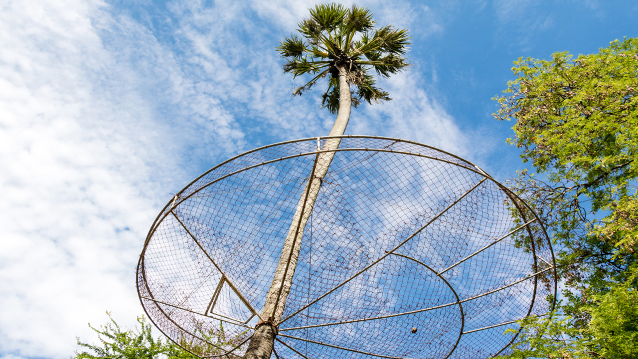 Coconut Tree Safety Nets in Pune