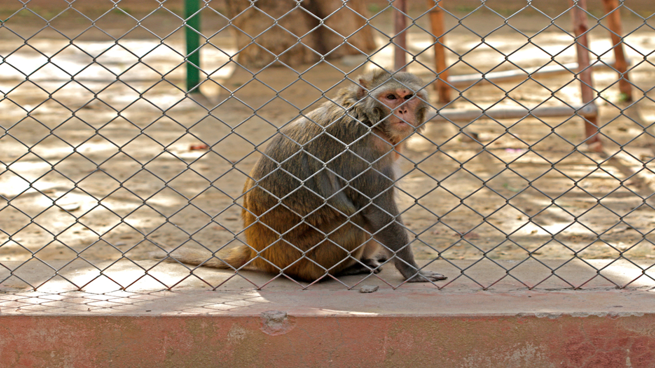 Monkey Net for Bolcony