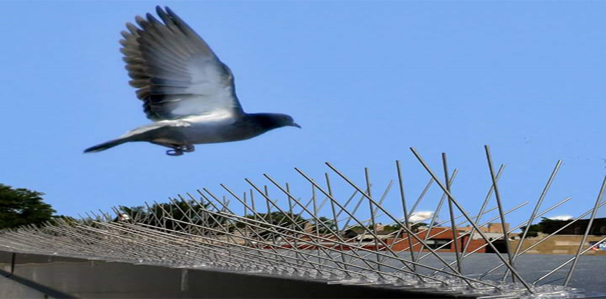 Bird Spikes in Lingampalli